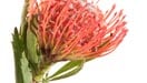 Protea